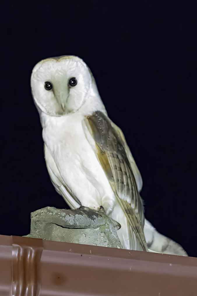Barn Owl